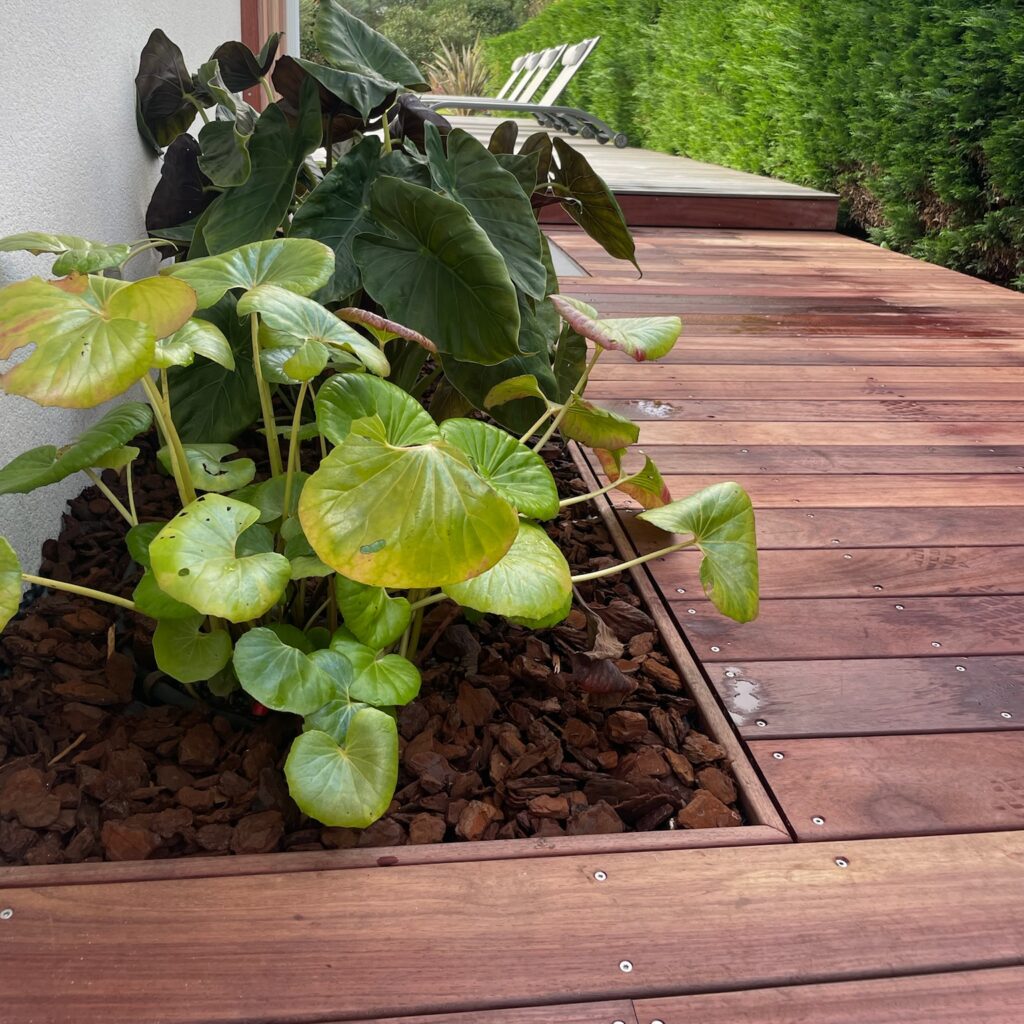 Lame Deck Padouk